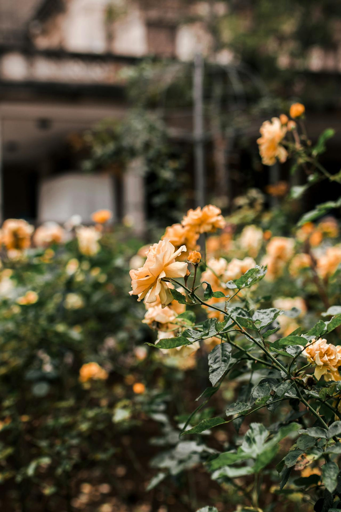 SG florist for ordering flowers