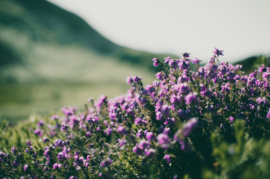 fresh field flowers