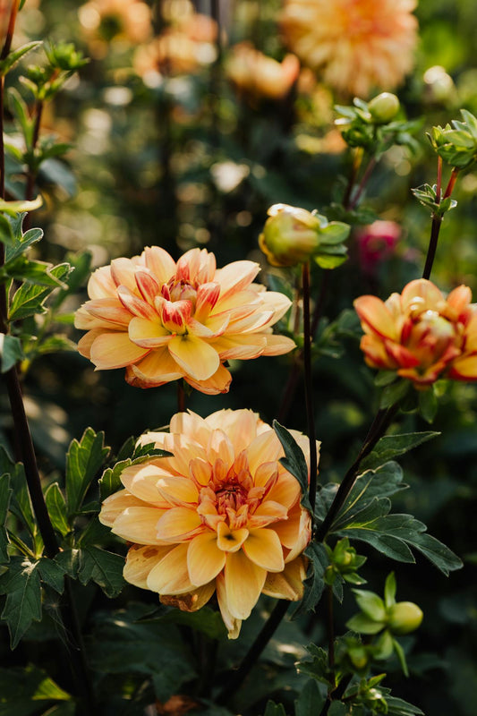 Dahlia florist Singapore