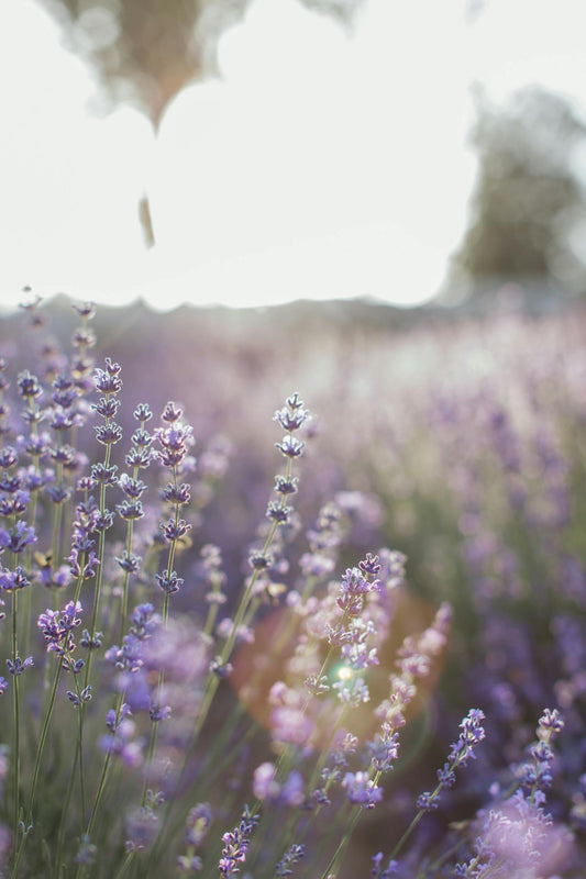 Eco-conscious flowers in Singapore