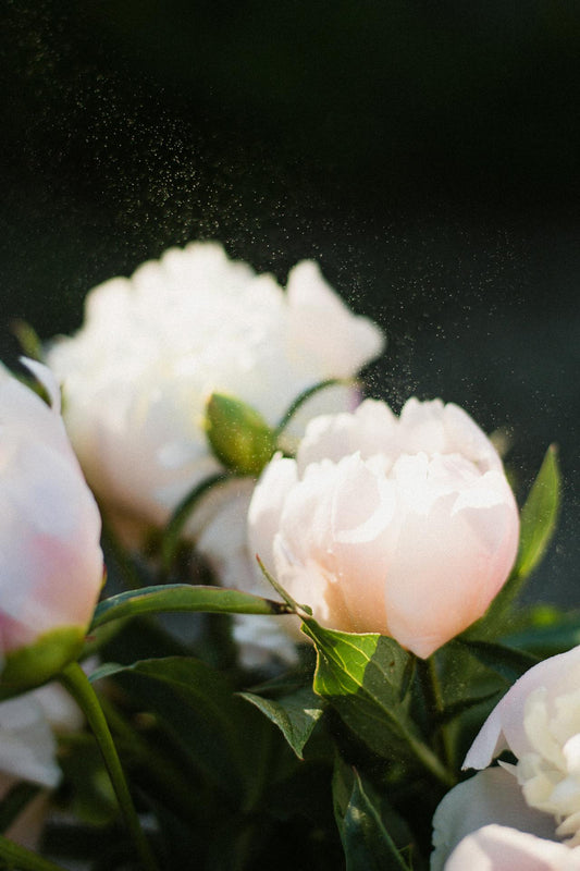 Send flowers from Singapore Florist
