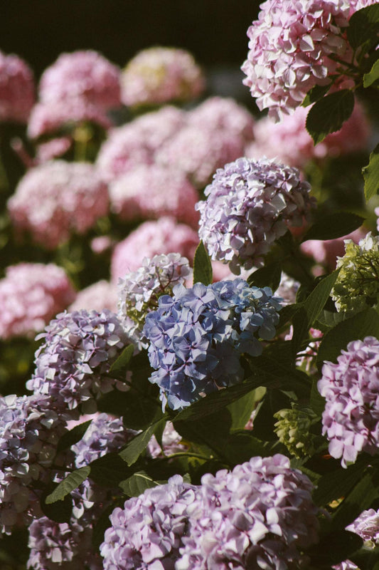 Singapore florist and flower delivery