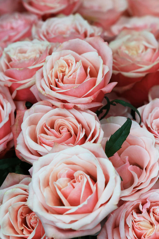 Garden Roses Florist Delivery