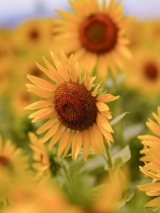 Singapore florist and flower delivery