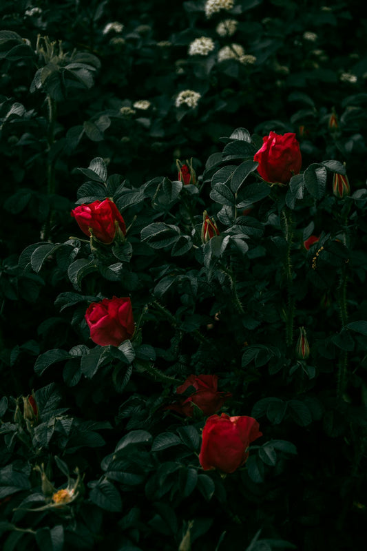SG florist flower delivery