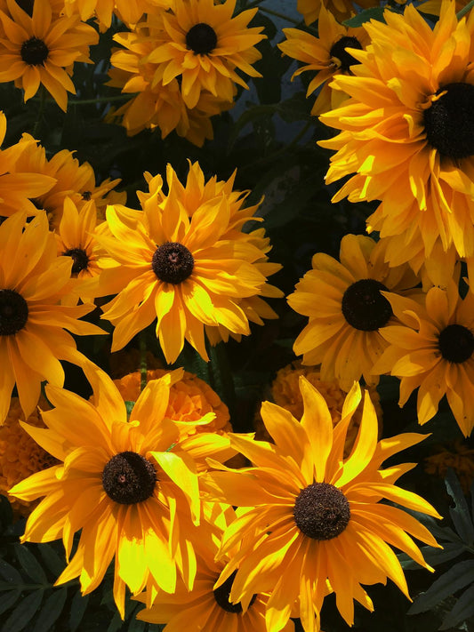 Most popular flower varieties in Singapore