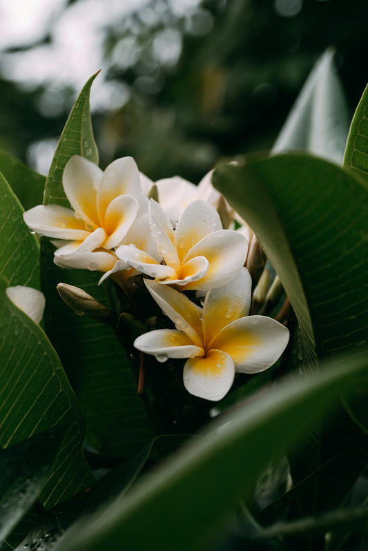 Singapore florist recommendations