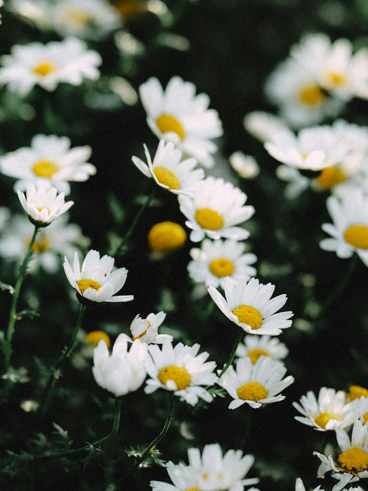 V Day Flower Bouquet