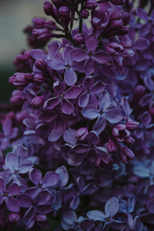 Eco-friendly flower delivery Singapore