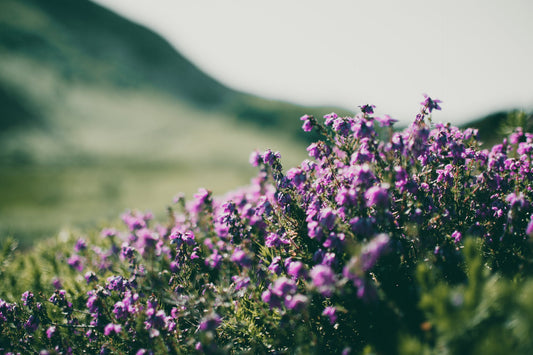 fresh field flowers