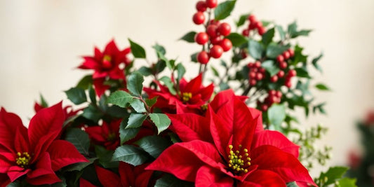 A festive arrangement of Christmas plants in vibrant colours.