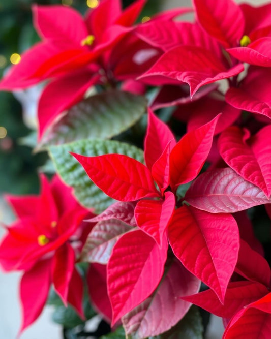 Close-up of a red poinsettia plant with green leaves.